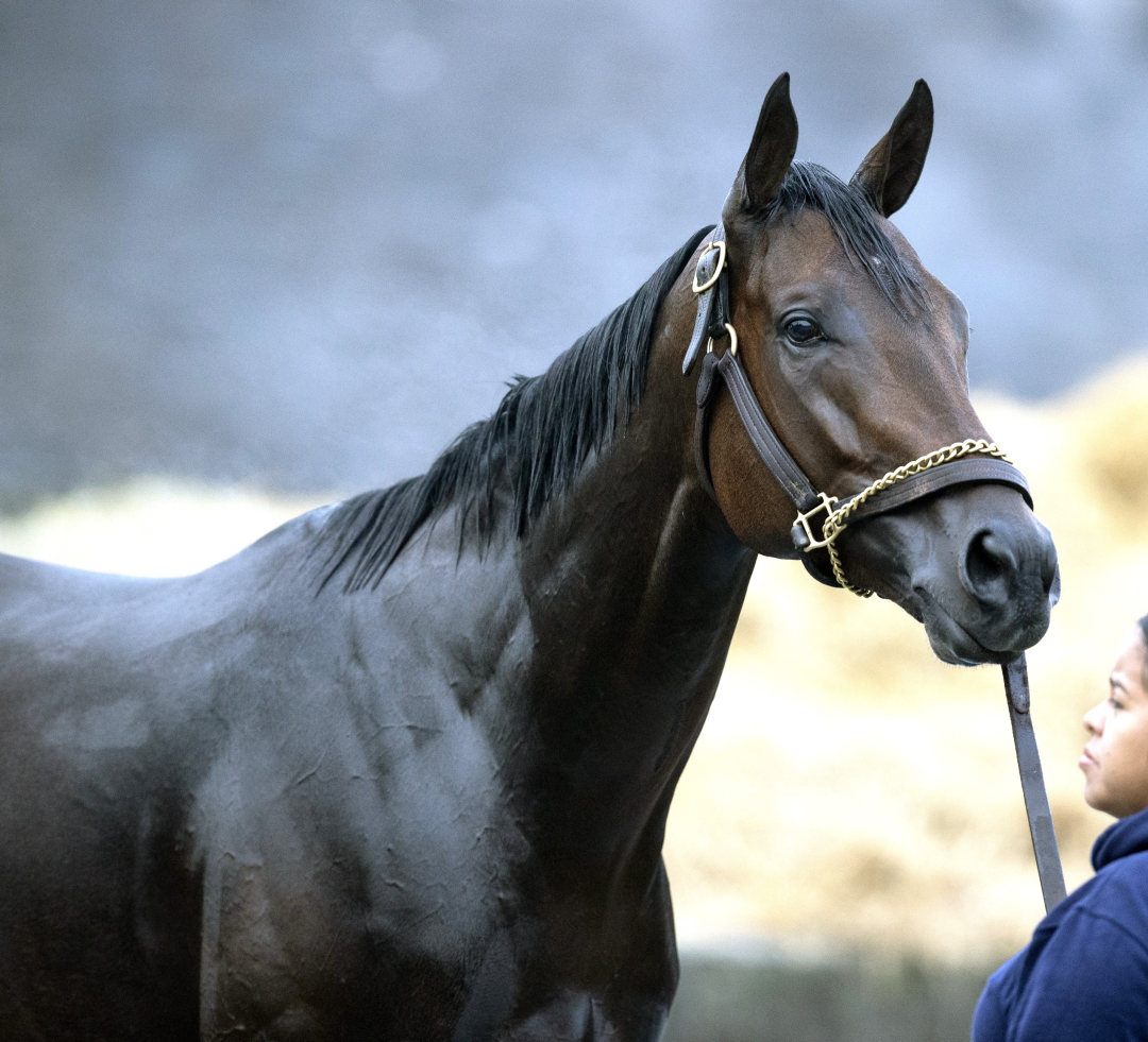 Breeders' Cup Classic Fierceness getting bigger, stronger as season